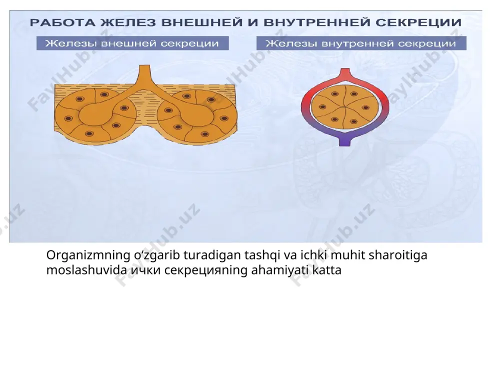 endokrin sistemasining ichki sekretsiya bezlari - Page 5