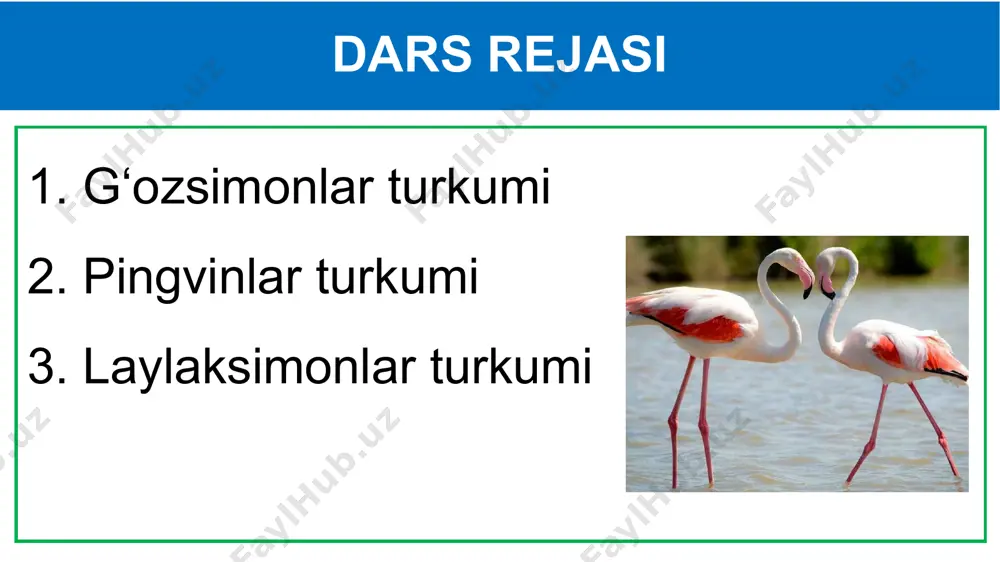 z plastinkalari yordamida o‘simliklarni qirqib olib yeydi. g‘oz o‘zbekistonda xonaki g‘ozlarning ajdodi bo‘lgan kulrang g‘oz in qurib, bola ochadi. bu qush amudaryo etaklarida va zarafshon daryosining quyi oqimlarida uchraydi. yevropa, shimoliy afrika, janubi-sharqiy osiyo va o‘rta osiyo suv havzalarida qishlaydi. g‘ozlar go‘shti uchun ovlanadi. oqqush patlari oq yoki qora rangda bdi; juftini hayotini oxirigacha saqlaydi; ikki marta tullaydi; suv o ‘simliklari va hasharot lichinkalari bilan oziqlanadi. pingvinlar turkumi pingvinlarning qanoti kalta va ingichka bo‘lib, eshkakka aylangan. oyoqlari tanasining keyingi qismiga birikkanligi uchun quruqlikda yurganida tanasini tik tutadi. pingvinlar turkumi eshkak qanotlar yordamida ular soatiga 30 km tezlikda sho‘ng‘iy oladi. antarktida, tinch okean orollari, avstraliya, janubiy amerika va afrika sohillarida tarqalgan. baliqlar va yirik qisqichbaqasimonlar bilan oziqlanadi. pingvinlar turkumi imperator pingvininining bo‘yi 120 sm, vazni 45 kg keladi. pingvinlar koloniya bo‘lib in quradi. ular sovuqqa juda chidamli. imperator pingvini qishda 60–70°c sovuqda tuxum qo‘yib, bola ochadi laylaksimonlar turkumi laylaklar ancha yirik, …