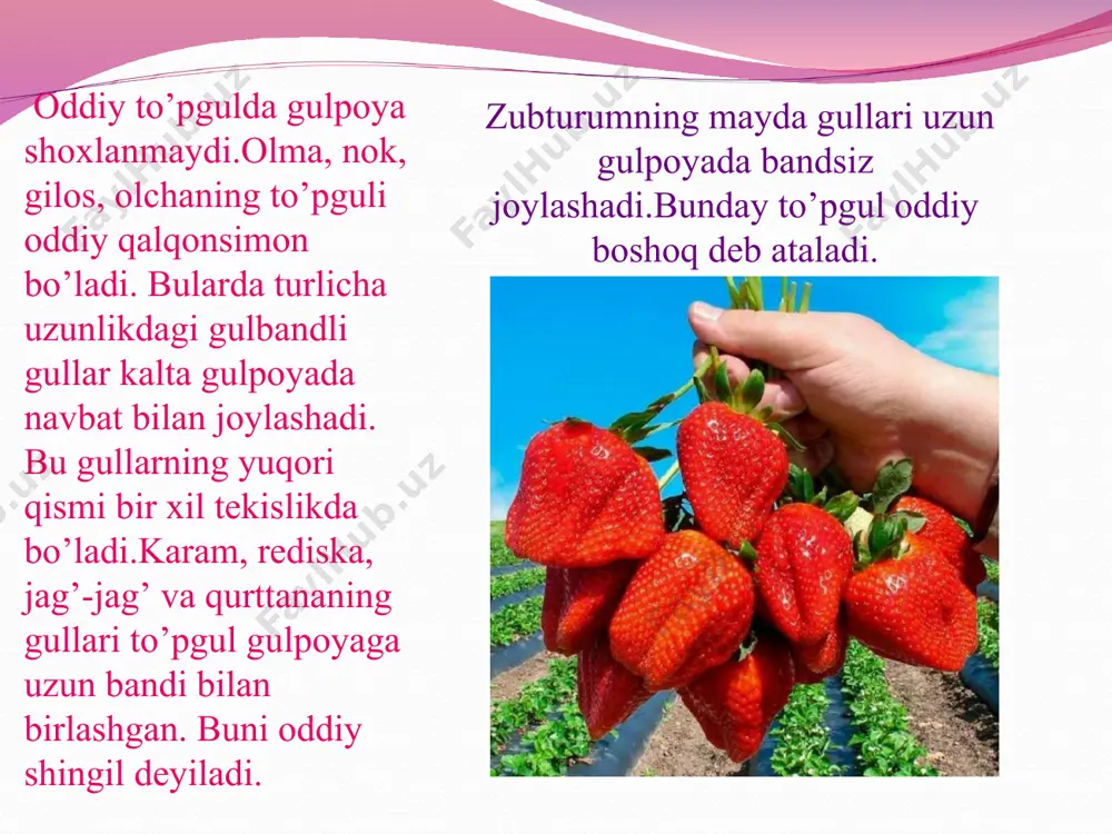 oyasi va bargining yo’qligi, qo’llansa hidi kuzatuvchilarda katta qiziqish tug’diradi.tekshirishlar bu gulni boshqa o’simlikning uzun shirasi hisobiga yashashini ko’rsatgan. o’simlik topgan olimning nomi bilan-raffleziya arnoldi deb ataladi * o’simliklar hasharotlar yrdamida changlanishga moslashganligi qaysi javobda to’g’ri ko’rsatilgan? e’tiboringiz uchun rahmat!