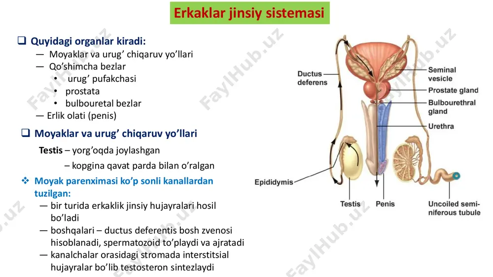 lchalar chiqadi ― boshlang’ich qismi to’g’ri, epididymisda egri-bugri kanalcha ― ductus epididymisga davom etadi  ductus epididymis ― egri-bugri kanalchalar ― moyak ortig’i bo’ylab davom etadi va ductus deferentisga o’tadi ― umumiy uzunligi 3-4 sm spermatogen yoki egri – bugri kanalchalar • devorida 2 ta element mavjud: ― xususiy qobiq – tashqaridan yupqa qobiq ― spermatogen epiteliy – kanal bo’shlig’ini o’ragan qalin qavat • kanalchalar orasida s.t.b.t.li interstitsiy uchraydi  tarkibi: ― qon va limfa tomirlari ― b.t. elementlari ― interstitsial hujayralar (leydig hujayralar yoki glandulotsitlar) o har bir kanalcha limfatik kanalchalar bilan zich o’ralgan. erkaklik jinsiy gormoni boshqa gormonlardan farq qilib, qon oqimiga emas, balki limfa oqimiga quyiladi  xususiy qobiq – 2 ta hujayrali va 2 ta hujayra bo’lmagan qavat almashinib joylashgan: o fibrotsitsimon hujayralar qavati – eng tashqaridan o’rovchi qavat o tashqi hujayrasiz qavat – kollagen tolalar va amorf matriks o mioid hujayralar qavati: − urchuqsimon hujayralar …