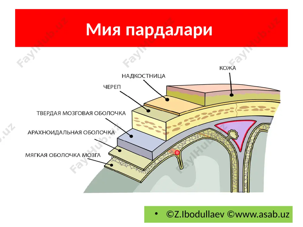 miyapardalari. likvor. meningit. leptomeningit. xorioependimatit - Page 5