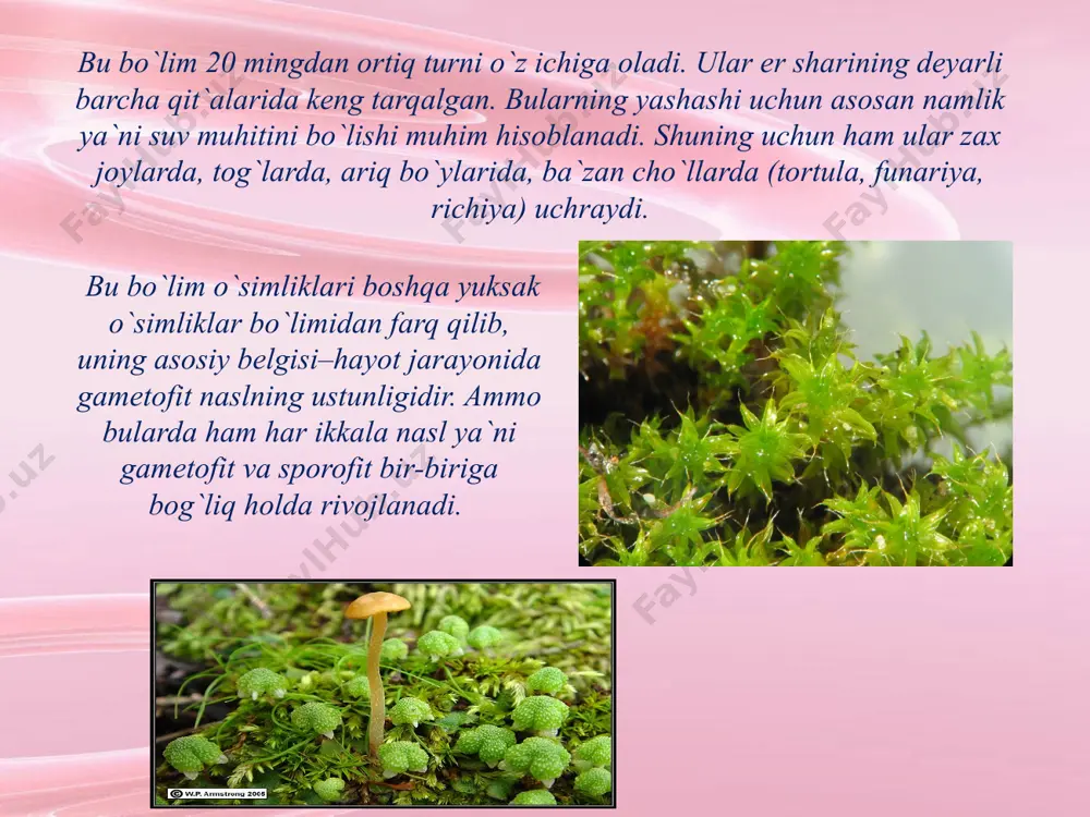 i (marchantiaceae). oilaning tipik vakili-oddiy marshantsiya (marchantia polymorpha). yungermaniyakabilar sinfchasi ham oldingi o`simliklarga yaqin. ammo ulardan tashqi morfologik tuzilishi jihatlaridan farq qiladi. bularda anteridiy va arxegoniylar tirgovuchsiz to`g`ridan to`g`ri tallomda hosil bo`ladi. antotserotsimon yo`sinlar bu sinfga (100 tur) kiruvchi o`simliklar bir uyli ba`zan ikki uyli. bir uylilarda jinsiy a`zolar anteridiy va arxegoniylar bitta o`simlikda hosil bo`ladi. tallomining har bir xujayrasida pirenoidli yashil plastinka ko`rinishida yirik xromatofar bor, bu xromatofor yashil suv o`tlarini xromatoforiga o`xshaydi. sinfning keng tarqalgan vakillaridan biri anthoceros laevis. bu o`simlik haydalgan erlarda va ariq bo`ylarida uchraydi. sporalari sporogonni ikki pallaga ajralishi natijasida tashqariga tarqaladi. sfagnumsimonlar yoki poya bargli yo`sinlar sinfi bu sinfga (9500 tur) taaluqli o`simliklar morfologik va anatomik tuzilishi jihatidan jigarsimon o`simliklardan qo’yidagi asosiy belgilari bilan farq qiladi: bular orasida tallom tuzilishiga ega bo`lgan vakillar yo`q. tanasi poya va barglarga bo`lingan. poyasi radial tuzilishiga ega bo`lib, unda barglar ketma-ket joylashgan. poyaning ichki anatomik tuzilishida hali xaqiqiy …