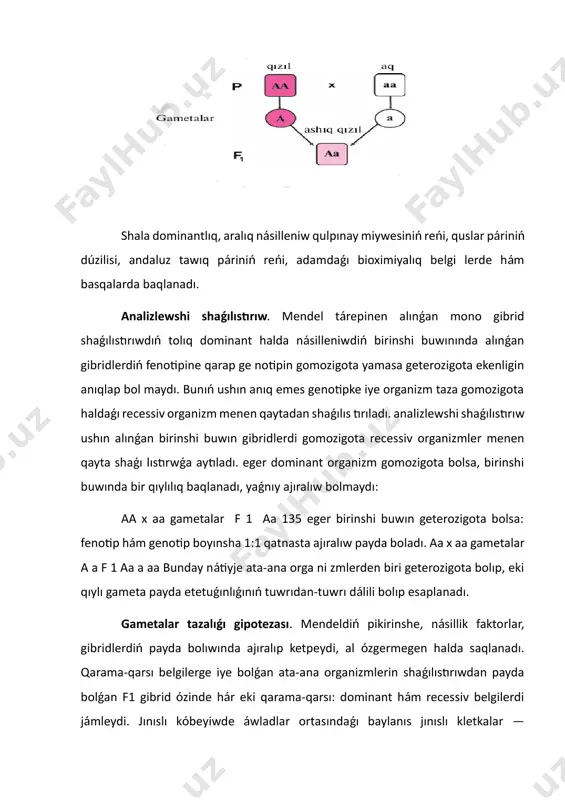 ki qıylı gameta payda etetuǵınlıǵınıń tuwrıdan-tuwrı dálili bolıp esaplanadı. gametalar tazalıǵı gipotezası. mendeldiń pikirinshe, násillik faktorlar, gibridlerdiń payda bolıwında ajıralıp ketpeydi, al ózgermegen halda saqlanadı. qarama-qarsı belgilerge iye bolǵan ata-ana organizmlerin shaǵılıstırıwdan payda bolǵan f1 gibrid ózinde hár eki qarama-qarsı: dominant hám recessiv belgilerdi jámleydi. jınıslı kóbeyiwde áwladlar ortasındaǵı baylanıs jınıslı kletkalar — gametalar arqalı ámelge asadı. hárbir gameta jup násillik faktorlardan tek birewine iye boladı. tuqımlanıw pro cesinde eki recessiv belgige iye bolǵan gametanıń qosılıwınan recessiv belgiler fenotipte kórinedi. dominant belgilerdi ózinde jámlegen yamasa hár eki gameta, birewi dominant, ekinshisi recessiv belgilerge iye bolǵan gametalardıń qosılıwınan dominant belgisi bar organizm rawajlanıwına sebep boladı. solay etip, f2 buwınında recessiv belgisi bar organizmniń kóriniwi tómendegi eki shártlerge ámel etilgende payda boladı: 1) eger gibridlerde násil lik faktor ózgermegen halda saqlanǵan bolsa; 2) eger jınıs kletkalar (gameta) alleller jubınıń tek birewine iye bolsa. mendel geterozigota organizmlerdi óz ara shaǵılıstırǵanda belgilerdiń ajıralıwın genetikalıq …