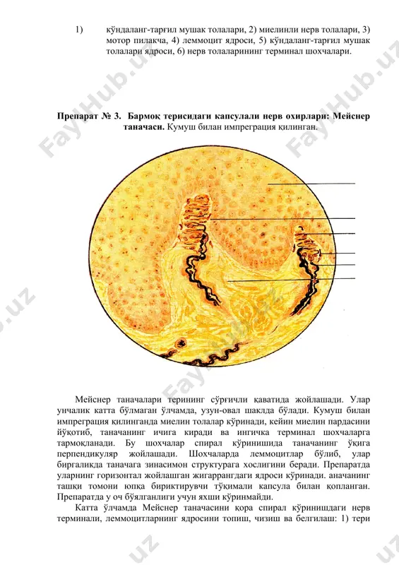 препаратларни ўрганиш - Page 3