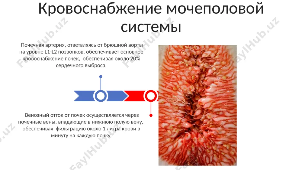 строение мочеполовых органов - Page 3