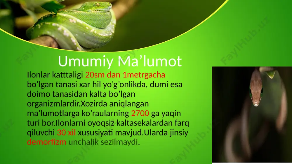 agi rudiment. this presentation uses a free template provided by fppt.com www.free-power-point-templates.com vakillari oddiy bo’g’ma ilon-boa constrictor to’rli piton-phyton reticulatis sharq bo’g’ma ilonchasi-eryx tataricus g’arb bo’g’ma ilonchasi –eryx jaculus og’irligi 120 kg gacha bo’lgan anakonda xam uchraydi. this presentation uses a free template provided by fppt.com www.free-power-point-templates.com suv ilonlar(colubridae)-oilasi 2000 dan ortiq tur kiradi.o’zbekistonda 10 dan ortiq tur uchraydi.10-15sm dan 3,5 m gacha.oddiy suv ilonlar(natrix),chipor ilonlar(elaphe colubre),o’q ilon.boshining 2 yonida xoli bo’ladi. zaxarlisi o’q ilon xisoblanadi. this presentation uses a free template provided by fppt.com www.free-power-point-templates.com this presentation uses a free template provided by fppt.com www.free-power-point-templates.com aspidlar (elapidae) 192turkiradi.xavftug’ilgandatanasiningoldingiqisminiko’taradi. zaxartishlarikatabo’ladi.zaxarinervsistemagakuchlita’sirqiladi.chaqsa15minutdabo’g’ilibo’ladi.zaxaridantibbiyotdafoydalaniladi. aspidlar(elaps),ko’zoynakliilon(naja-naja),bungarlar(bungarus). dengiz ilonlari(hydropidae) this presentation uses a free template provided by fppt.com www.free-power-point-templates.com 40danortiqturibor.boshikichik,dumiyapaloq,gavdasiyontomondansiqilgan. boshtomondamaxsustuzchiqarishbezlaribor.zaxarikuchli.tiriktug’adi.ulardeyarliquruqlikgachiqmaydi. kurakdumpilamida(pelamidaplaturus) this presentation uses a free template provided by fppt.com www.free-power-point-templates.com qorailonsimonlar oilasi viperidae 210 taturkiradi zaxarli.zaxartishlariichidanayibo’lmaydi. gavdasiyo’g’on.boshiuchburchak,dumiqisqavayassi. vakillari -cho’l qora iloni(vipera ursine) -amerika chinqiroq iloni(crotalus horridus) -oddiy qalqonsimon ilon-(ancistrodonhalis) -ko’lvar ilon(vipera labineta) -qum charx …