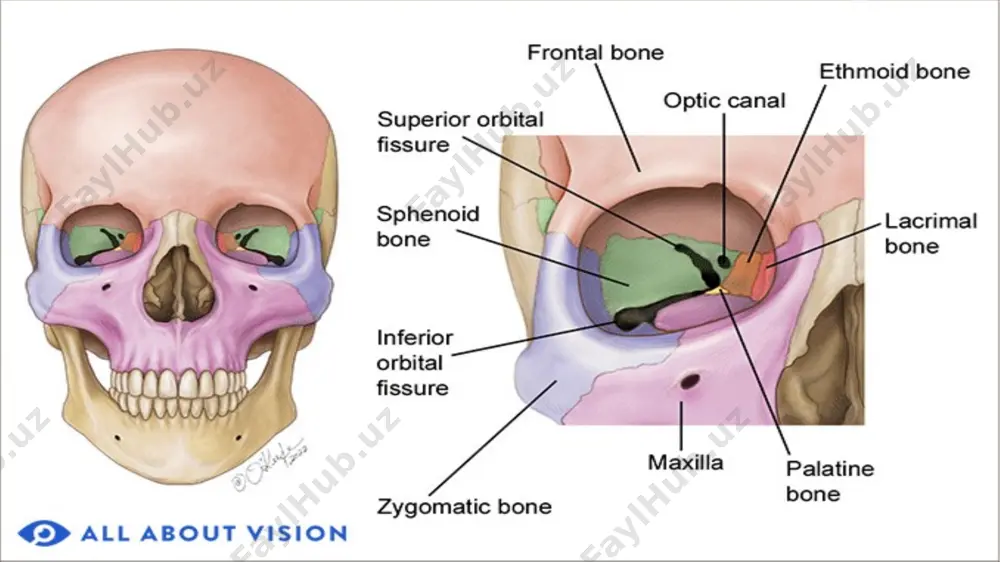 n bo’lib, uning o’rtasida gipofiz bezi joylashadigan chuqurcha – fossa hypophysialis bo’ladi. chuqurchaning old tarafida ko’ruv nervining kesishmasidan hosil bo’lgan egat – sulcus prechiasmaticus deyiladi. corpus ponasimon suyak tanasining oldingi yuzasi g’alvirsimon suyak bilan birlashadi. birlashish joyidagi qirraga – crista sphenoidalis deyiladi. tanasining ichida havo saqlaydigan bo’shliq – sinus sphenoidalis joylashadi. bu bo’shliq – apertura sinus sphenoidalis vositasida burun bo’shlig’iga ochiladi. ala major katta qanotlarning miyaga qaragan yuzasida : 1. yumaloq teshik – foramen rotundum( v juft 2-shoxi n. maxillaris yuqori jag’ nervi) 2. oval teshik foramen ovale(v juft nervning 3-shoxi n. mandibularis pastki jag’ nervi) 3. qirrali teshik – foramen spinosum( n. spinosus va a.meningea media) ala minor ponasimon suyak kichik qanotlarining tanasi bilan birlashgan joyida ko’ruv nervi o’tadigankanal – canalis opticus( ii juft bosh miya nervi va ko’z arteriyasi o’tadi) joylashgan. katta va kichik qanotlar birlashgan joyda ko’zkosasiga ochiladigan yuqori tirqish – fissura orbitalis superior joylashgan. ( iii, …