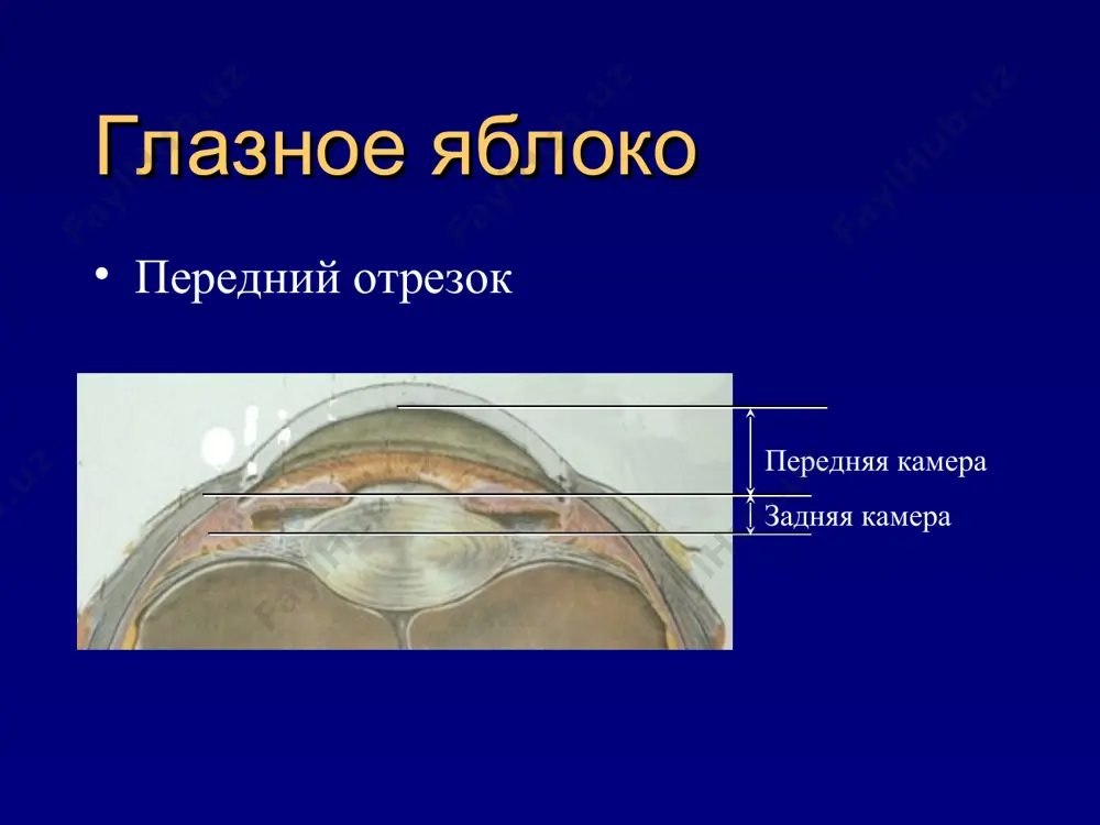 erv, xiazma, zritelniy trakt) podkorkovie tsentri zritelnie tsentri v kore bolshix polushariy fiziologiya glaza fiziologiya glaza funktsionalnaya sposobnost glaza dnevnoe zrenie kolbochki. visokaya ostrota zreniya. tsvetnoe zrenie sumerechnoe zrenie palochki. nizkaya ostrota zreniya. axromatiya nochnoe zrenie palochki. oshushenie sveta fiziologiya glaza zritelnie funktsii: tsentralnaya ostrota zreniya perifericheskoe zrenie tsvetooshushenie svetooshushenie binokulyarnoe zrenie fiziologiya glaza ugol zreniya 1min = ostrote zreniya 1,0 tsentralnaya ostrota zreniya 1' fiziologiya glaza koltsa landolta tsentralnaya ostrota zreniya bukvennie optotipi tablitsa golovina i sivtseva bukvennie optotipi koltsa landolta tsentralnaya ostrota zreniya pole zreniya « xolm zreniya » nad morem «nevideniya» harry moss traquair kineticheskaya staticheskaya perimetriya – issledovanie poley zreniya : perifericheskoe zrenie manualnaya kineticheskaya perimetriya perimetr ferstera sferoperimetr goldmana perifericheskoe zrenie manualnaya kineticheskaya perimetriya polya zreniya v norme leviy glaz praviy glaz patologicheskie izmeneniya polya zreniya 1. sujenie granits polya zreniya - kontsentricheskoe - lokalnoe 2. ochagovie vipadeniya zritelnoy funktsii- skotomi skotoma - vipadenie polya …