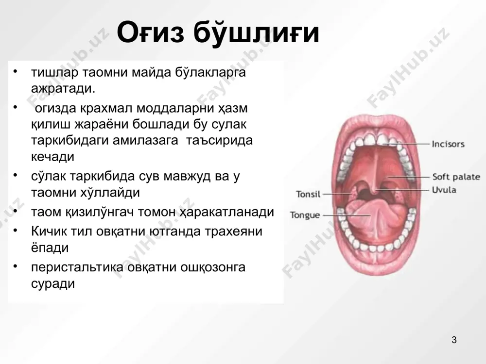 овқат ҳазм қилиш тизими - Page 3
