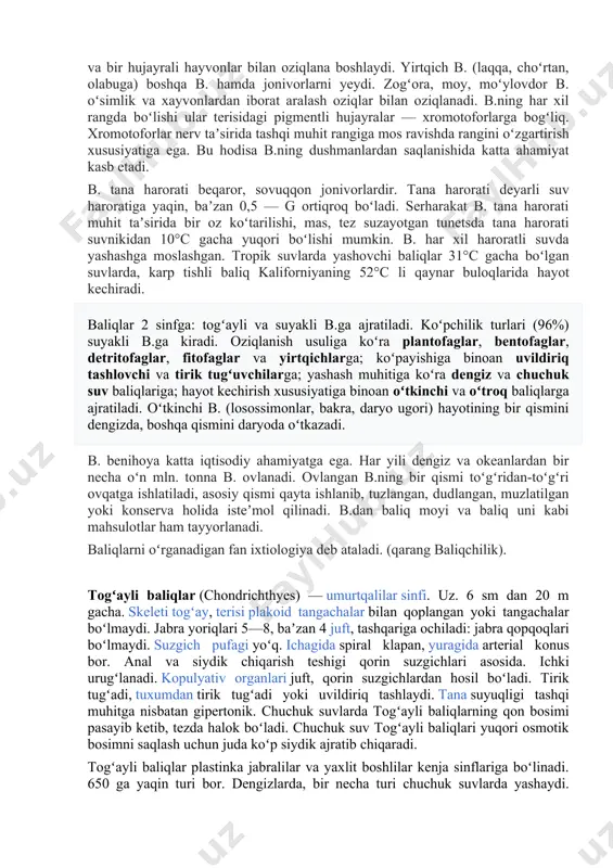 ning yuragi ikki kamerali, yaʼni qorincha va boʻlmadan, qon aylanish sistemasi esa bitta tutash doiradan iborat. ikki xil nafas oluvchi b.ning yuragi 3 kamerali, yurak boʻlmasi chala toʻsiq yordamida chap va oʻng kameralarga boʻlingan. koʻpchilik b.ning buyragi, hazm sistemasi rivojlangan. yirtqich b.ning ichagi kalta, oʻtxoʻrlariniki uzun. mas, oʻtxoʻr doʻng peshona baligʻining ichagi tanasiga nisbatan 13 marta uzunroq. jigar va meʼda osti bezlari bor. koʻpgina b. ichagida ovqat hazm qilishda ishtirok etadigan pilorik oʻsimtasi boʻladi. akula va osyotrsimonlar ichagida spiral klapani bor. koʻpchilik b.ning alohida anal va siydiktanosil teshiklari boʻladi. akulalar va ikki xil nafas oluvchilarda klapani boʻladi. ayirish organlari — mezonefrosdan iborat. mezonefros umurtqa pogʻonasi yoniga oʻrnashgan. b. ayrim jinsli, baʼzi turlari (tosh olabugʻasi) germafrodit. b. turli yoshda voyaga yetadi. gambuziya va tezsuzar b. bir yilda, orol moʻylovdori va bakra baliq 12— 14 yoshda, beluga 20 yoshda voyaga yetadi. keta va gorbusha kabi b. hayoti davomida bir marta uvildiriq tashlaydi. …