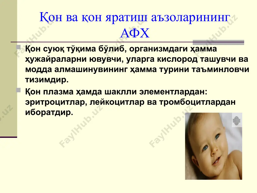 тларини ишлаб чиқарувчи суяк кўмиги давридир. шундай килиб эмбрионал даврдаги қон ҳосил қилишнинг бир-бирига алмашинувчи 3 та даври тафовут этилади қон ҳосил бўлиши (гемопоэз) қон ҳосил бўлишини 3 та: мегалобластик, жигардаги, суяк кўмигидаги даврларда ўзига хос бўлган 3 хил гемоглобин (hb) шаклланади: эмбрионал (hbp), фетал (hbf) ва катталар гемоглобини (hba). янги туғилганларда 45-90% гача hbf бўлиб, у узлуксиз hba га айланиб боради. бир ёшга бориб 15% га яқин hbf, 3 ёшда эса унинг миқдори 2% дан ортмаслиги керак. hb типлари ўзаро бир-биридан аминокислота таркиби билан фарқланади қон ва қон яратиш аъзоларининг афх бола туғилиш пайтига келиб жигарда қон ҳосил бўлиши тўхтайди талоқда эса лимфоцитлар ва моноцитлар ҳосил қилиш ва эскирган хужайралар ёки шикастланган эритроцитлар ва тромбоцитларни парчалаш жараёнлари сакланиб колиб, кизил каторли хужайралар, гранулоцитлар, мегакариоцитлар ҳосил бўлиши йўқолади. қон ва қон яратиш аъзоларининг афх хомиладорлик даврида лимфоцитлардан ташқари ҳамма қон хужайраларини асосий ҳосил қилувчиси суяк кўмиги ҳисобланади. янги туғилган чақалоқларда …