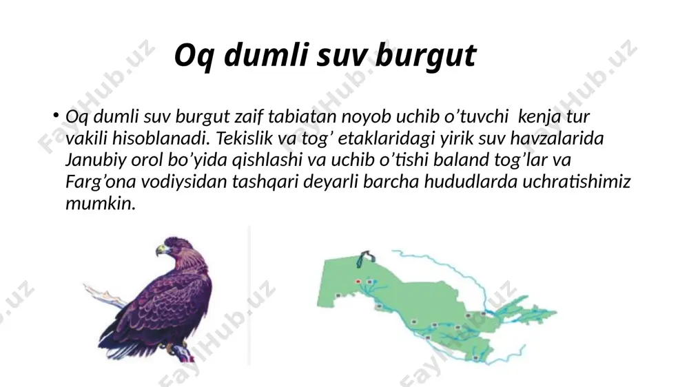 oq dumli suv burgut - Page 4