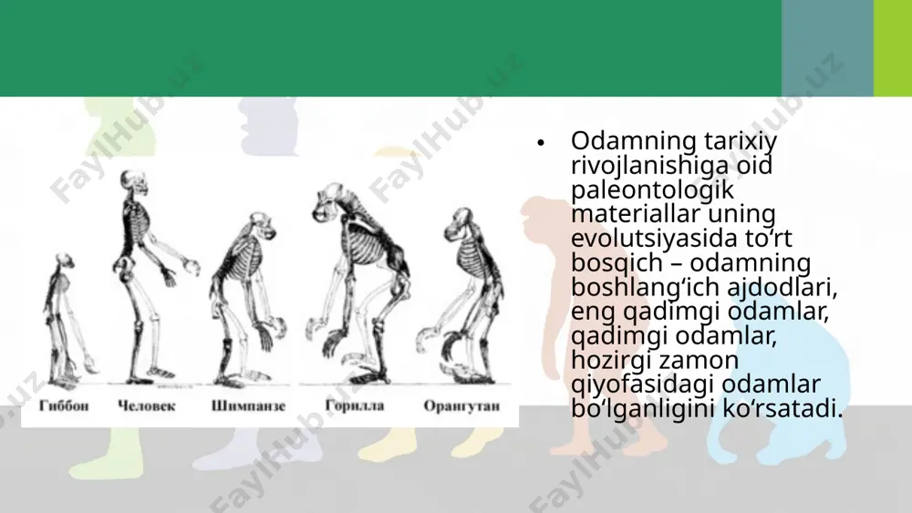 ntrop (maymun odam)ning suyak qoldiqlarini topgan. uning bo‘yi 170 sm, miyasining hajmi 800–1100 sm3 bo‘lgan. pitekantroplar toshdan, suyakdan qurollar yasagan, olovdan foydalanishni bilgan va jamoa bo‘lib yashagan. 1927–1937-yillarda pekin atrofi dagi g‘ordan sinantrop odamning suyak qoldiqlari topilgan. u 500–300 ming yil avval yashagan. sinantroplar miyasining hajmi 850–1220 sm3, bo‘yi 150–160 sm bo‘lgan. ular olov yoqishi va uni saqlashni bilganlar. pitekantroplar, sinantroplar, hozirda homo erectus turiga kiritilib, eng qadimgi odamlar arxantroplar sanaladi. arxantroplar o‘lgandan keyin yaqinlarini ko‘mganlar, go‘rlarini har xil hayvon shoxlari, tishlari bilan bezaganlar. qadimgi odamlar (paleoantroplar). germaniyaning neander daryosi yaqinida, shu jumladan surxondaryo viloyatining teshiktosh g‘oridan qadimgi odamning kalla, jag‘ va oyoq suyaklari topilgan. unga neandertal odam deb nom berilgan. neandertallar 250–40 ming yil avval yashaganlar. uning peshanasi qiyali bo‘lib, iyagi yaxshi rivojlanmagan. bo‘yi 155–165 sm, miyasining hajmi 1400 sm3 bo‘lgan. ular jamoa bo‘lib yashaganlar. ular bolalarga, keksalarga va kasallarga g‘amxo‘rlik qilganlar, o‘lganlarni ko‘mganlar. hozirgi zamon qiyofasidagi odamlar (neoantroplar). …