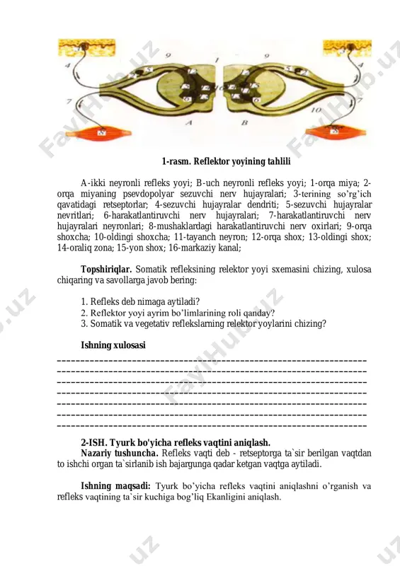ektor yoyining o’tkazuvchi qismi qirqilganligi uchun javob reaktsiyasi yo’qligiga ishonch hosil qiling. g) kislotaga botirilgan fil‘tr qog’ozini baqa ko’kragi terisiga qo’yganda uning oldingi oyoq muskullarining reflektor qisqarishiga, ya`ni bu qismda reflektor yoyining butunligiga ishonch hosil qiling. d) orqa miyani jarohatlab, yana baqa ko’kragi terisiga kislotali qog’oz bilan ta`sir eting. orqa miya jarohatlanganda hech qanday refleks sodir bo’lmaydi, chunki nerv markazlari jarohatlangan bo’ladi. 1-rasm. reflektor yoyining tahlili a-ikki neyronli refleks yoyi; b-uch neyronli refleks yoyi; 1-orqa miya; 2- orqa miyaning psevdopolyar sezuvchi nerv hujayralari; 3-terining so’rg’ich qavatidagi retseptorlar; 4-sezuvchi hujayralar dendriti; 5-sezuvchi hujayralar nevritlari; 6-harakatlantiruvchi nerv hujayralari; 7-harakatlantiruvchi nerv hujayralari neyronlari; 8-mushaklardagi harakatlantiruvchi nerv oxirlari; 9-orqa shoxcha; 10-oldingi shoxcha; 11-tayanch neyron; 12-orqa shox; 13-oldingi shox; 14-oraliq zona; 15-yon shox; 16-markaziy kanal; topshiriqlar. somatik refleksining relektor yoyi sxemasini chizing, xulosa chiqaring va savollarga javob bering: 1. refleks deb nimaga aytiladi? 2. reflektor yoyi ayrim bo’limlarining roli qanday? 3. somatik va vegetativ reflekslarning …