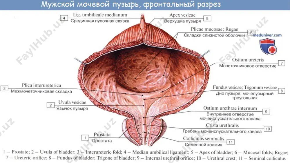 2–3 mahal, tolterodin 2 mg dan 2 mahal, metantelin 50 mg 4 mahal, amitriptilin (imipramin) 25 mg 3–4 mahal ichish tavsiya etiladi. siydik tutilishida kaltsiy antagonistlaridan nifidepin 10 mg (2–3 mahal), terodilin 12,5 mg (2–3 mahal), miorelaksantlardan – midokalm 50 mg (2–4 mahal), baklofen 5 mg (2–4 maxal), sirdalud 2 mg (3–4 mahal), antixolinesteraz dorilardan – kalimin 60 mg (2–3 mahal), prozerin 15 mg (2–3 mahal), neyromidin 20 mg (2–3 mahal) tavsiya etiladi. siydik tutilishida qorinning pastki qismiga musht bilan bosish (krede usuli) ham qo‘llaniladi. agar bu usul yordam bermasa, bemor kateter bi­lan siydiriladi. kateterni har doim qo‘yib qo‘yish siyish refleksini iz­dan chiqarishi mumkin. shuning uchun kataterni zarur paytda ishlatish lozim. qovuqda qolgan siydik miqdori 100 ml dan oshmasligi kerak nevrogen qovuq sindromining atonik turida elektrostimulyatsiya ham qo‘llaniladi. urogenital infektsiyaning oldini olish uchun uroseptiklar tavsiya etiladi. ba’zida xirurgik davolash usullari (sakral rizotomiya, periferik denervatsiya, tsistotomiya) o‘tkazishga to‘g‘ri keladi. e’tiboringiz uchun …
