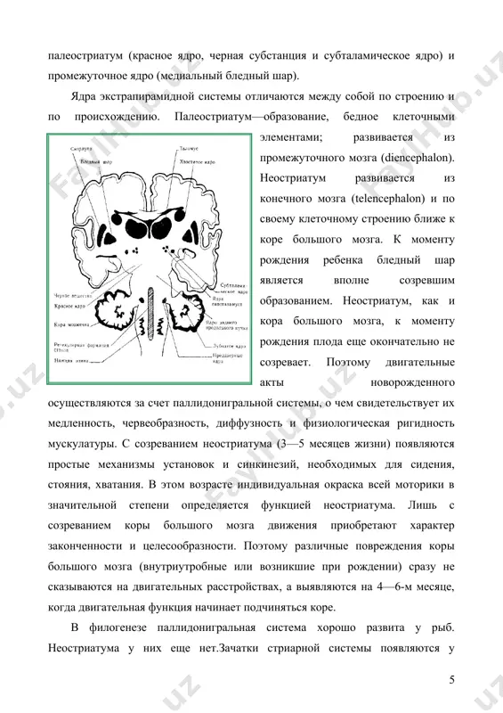 дают в кору большого мозга и полосатое тело; из полосатого тела волокна идут в черную субстанцию, из которой основная часть волокон направляется в ретикулярную формацию и незначительная часть — в латеральный бледный шар. последний посредством чечевицеобразной петли (ansa lenticularis) связан с ретикулярной формацией и отдельными волокнами — с субталамическим ядром и гипоталами-ческими ядрами. медиальный бледный шар тесно связан афферентными волокнами с латеральным, посылает свои эфферентные волокна через поля н, h1, h8 (фореля) к вентролатеральным ядрам таламуса, откуда они направляются в кору большого мозга. если на ранних этапах эволюции, до появления пирамидной системы, экстрапирамидная система была основной двигательной системой, за счет которой осуществлялись движения тела животных, а также поддержание общего мышечного тонуса, то на более поздних этапах ведущую роль в осуществлении движений стала выполнять кора большого мозга, а экстрапирамидная система перешла в ее соподчинение. функции экстрапирамидной системы заключаются в тонкодинамической регуляции механизмов постурального тонуса, физических движений и мышечного тонуса, благодаря чему …