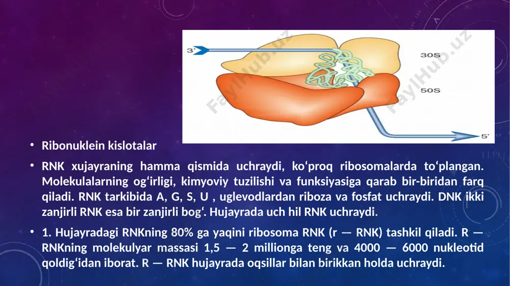 o‘rganilgan 5 s r — rnk 120 nukleotid, 16 s r-rnk 1542 va 23 rnk 2904 nukleotid tutadi. ular ribosoma tuzilmasi kartasini tuzishdan tashqari, oqsil molekulalari bilan spetsifik munosabatda bo‘ladilar. ribosoma tarkibidagi bu komponentlar, shu jumladan, oqsil molekulalari xam bittadan nusxada mavjud. ribosomalar rekonstruksiyasi hujayrada kechadigan tabiiy jarayon, uni «to‘plashi, yig‘ishtirish» ham deyiladi. sinov savollar. 1. azotli asoslar. 2.nukleozid va nukleotidlarga tavsif. 3. dnk —ning tuzilishi. koperatovlik tizimi va uning ahamiyati. 4.xromasomada dnk — roli. 5.ribonuklein kislotalar va ularning xillari. ribosoma tarkibida 60 hil makromolekula aniqlangan. translyatsiya jarayonida 10 dan ortiq oqsilli omillar qatnashadi. oqsil sintezining birinchi pog‘onasida aminokislota atf bilan birikib aminoatsiladenilat va pirofosfat hosil bo‘ladi. pirofosfatning hosil bo‘lishi reaksiyaning qaytmasligini belgilaydi. ferment aminoatsilsintetaza ishtirok etadi. ikkinchi pog‘onada hosil bo‘lgan aminoatsiladenilat transport rnk bilan va aminoatsilsintetaza ishtirokida reaksiyaga ki-rishib aminoatsil-t-rnk hosil bo‘ladi. hosil bo‘lgan aminoatsil —t-rnk ribosomaga boradi. ribo­soma esa oqsil sintezlovchi mikrofabrika. ribosomalar tarkibida rnk va oqsil bo‘lib, …