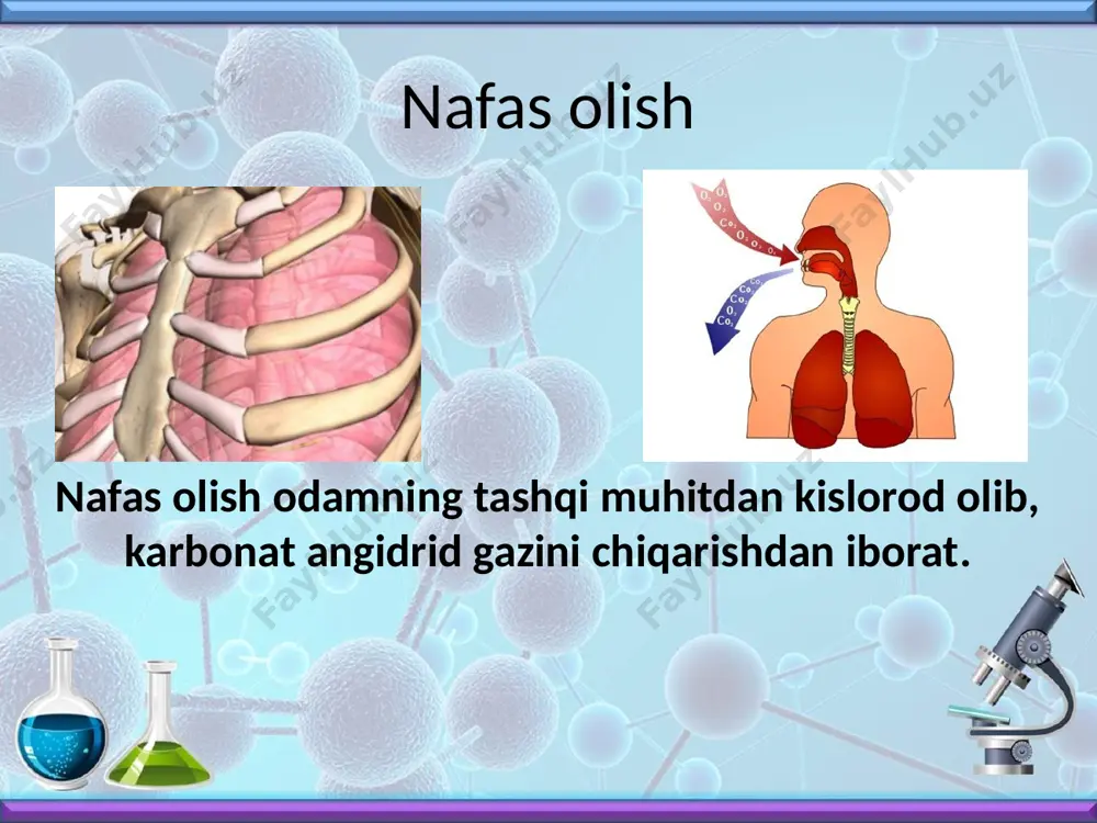 gan havo tarkibi o2 21% co2 0% h2o 0% n2 79% o’pkadan chiqadigan havo tarkibi o2 15% co2 4% h2o 6% n2 75% nafas olish organlari markazlari e’tiboringiz uchun rahmat! image2.jpeg image3.jpeg image4.png image5.jpeg image6.png image7.jpeg image8.png image9.jpeg image10.jpeg image11.jpeg image12.jpeg image13.jpeg image14.jpeg image15.jpeg image16.jpeg image17.jpeg image18.jpeg image19.png image20.gif image21.png image22.jpeg image23.jpg image24.jpeg image25.png image26.png image27.png image28.jpeg image29.jpg image1.jpeg alicia baker /docprops/thumbnail.jpeg