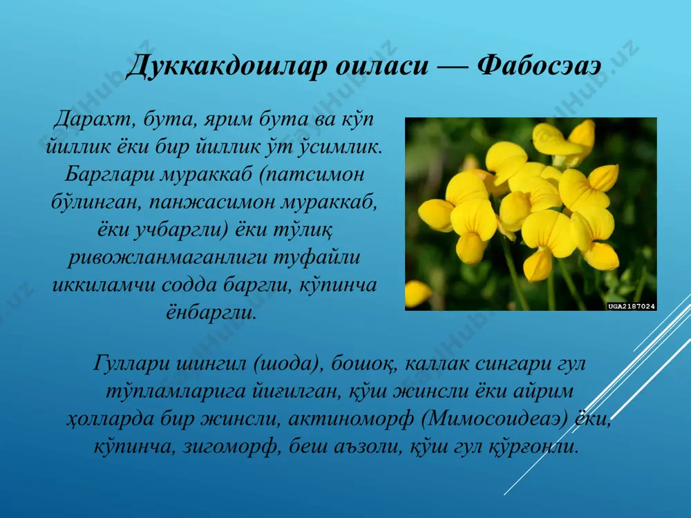 ўзбекистонда кенг тарқалган тури жинжакдир (лагоничум фарcтум). бунинг баландлиги 30-50 см га қадар бўлган, бутача, лой тупроқли қарши ва шеробод чўлларида тарқалган. унинг илдизи ва дуккаги таркибида 12% га қадар ошловчи таннид моддаси туфайли қадимда кўнчиликда ишлатилган. табобатда дуккагидан тайёрланган қайнатма ич кетиш касалликларини даволашда ишлатилади. мимозалар турлари астрагал (астрагалус) туркумининг 2.000 дан ортиқ тури ер куррасининг австралиядан ташқари барча қитъаларида тарқалган. уларнинг аксарият қисми шимолий ярим шарнинг субтропик минтакасида, хусусан, ўрта ер денгизи вилоятларида, марказий осиёда тарқалган. беда (медиcаго) туркумнинг 100 га яқин тури ҳар иккала ярим шарларнинг тропик қисмида, ўрта ер денгизи флористик вилояти европа, кавказ, ўрта осиёда кенг тарқалган. ҳамдўстлик авлатларида 36 тури, шу жумладан, ўрта осиёда 23 тури, ўзбекистонда 11 тури таркалган. исирғаўт (онобрйчис) туркуми кўп йиллик ва бир йиллик ўт, айрим ҳолларда ярим бутача ва ярим бута шаклидаги ўсимлик. бу туркумнинг ер юзида 150, шу жумладан, ҳамдўстлик мамлакатларида 76, ўрта осиёда 20 тури борлиги маълум. …