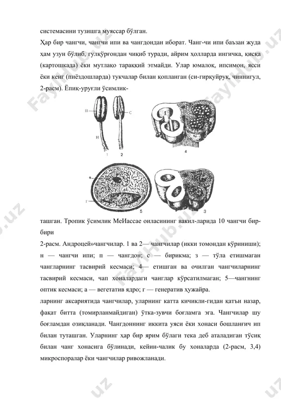 симлик-ларнинг чангчилари, очиқ уруғли содда аждодлари мик-роспорофилларининг редукцияланишидан юзага келган. демак, энг қадимги ўсимликлар чангчиларининг шакли барчага ўхшаш ясси бўлиши керак. кейинги вақтда худди шундай шакл тузилишга эга бўлган ўсимликлар кўпмева-лилар орасидан топилган. 1942 йили фиджи оролидан ве§епепа у111епз15 деган ўсимлик қазилма ҳолида топилган. бу дарахтсимон ўсим- \а6-расм. чангчиларнинг эволюцияси: / — содда чангчиларнинг ое§епепа да ҳосил бўлиши; 2-6 ёпиқ уруғли ўсимликлардаги чангчиларнинг ривожланиши. ликнинг гулидаги андроцейлар сони 30—40 та бўлган. улар ясси ва кенг чангчилардан иборат бўлиб, чангчиларнинг ўртасидан учта ўтказувчи боғлам ўтган. чангчиларнинг ос-тида бир жуфт спорангий жойлашган (3-расм, 1). улар-да чангчи, чанг ипи, чангдон ва боғловчи иплар такомил-лашмаган. эволюциянинг кейинги босқичида ясси чангчилар их-тисослашиб чанг ипи, бошланғич ва чангдонга айланган. ҳозирги ёпиқ уруғли ўсимликларнинг кўпчилигида чанг-доннинг иккала ярми бир-бирига қўшилиб, тўртхонали чанг-донга айланган ва чангчининг учида апексида жойлашган. содда оилалар (масалан, магнолиядошлар)да чангчй спирал шаклда бўлади. кўпчилик ёпиқ уруғли ўсимлик-ларда чангчиларнинг сони маълум миқдорда бўлиб, цик-лик тарзда …