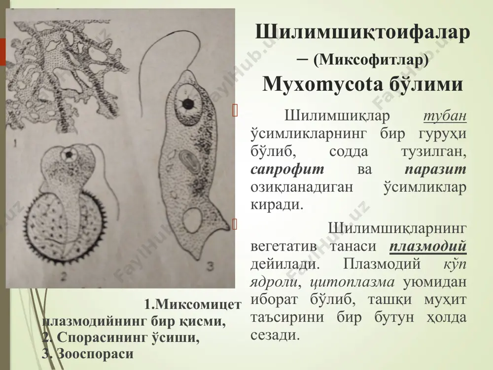 ув), гликоген ёки ёғ (мой) тўпланади. замбуруғлар (myxomycota) бўлими замбуруғлар орасида паразит ва сапрофит йўллар билан озиқланадиган турлари бор. паразит турлари халқ хўжалигига, хусусан, юксак ўсимликларга катта зарар етказади. паразитлик билан яшайдиган замбуруғлар гифасида алоҳида сўрғичлар гаусторийлар ҳосил бўлади, замбуруғлар шулар ёрдамида ўсимлик хўжайин ҳужайраси моддаларини сўриб олади. замбуруғлар вегетатив, жинссиз ва жинсий йўл билан кўпаяди. вегетатив кўпайишда, гифаларнинг узилган бўлакчаларидан янги организм вужудга келади, унда ҳам жинссиз, ҳам жинсий кўпайиш органлари бўлади. вегетатив кўпайиш: 1 - мицелийси узилади, ўсиб мустақил индивидга айланади; 2 - мицелий гифасининг учлари бир қанча ҳужайраларга бўлинади; 3 - ҳосил бўлган ҳужайра тараққий этиб, янги мицелийга айланади; 4-куртакланиш йўли билан кўпаяди. ачитқи замбуруғлар (1) куртакланиш йўли билан (2) вегетатив кўпаяди. бунда она ҳужайрада ўсимта ҳосил бўлади, кейин у катталашиб ажралиб, янги вегетатив танага айланади. жинссиз кўпайиш: 1. зооспоралар билан 2. спорангийспоралар билан 3. конидияспоралар билан жинссиз кўпайиш: жинссиз кўпайишда: 1. зооспоралар билан кўпайиши. бу тубан …