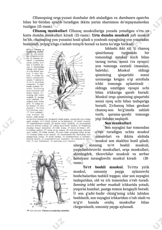 uchga bolinadi: o‘mrov, to‘sh-qovurg‘a va qorin qismiga oid muskullar. o‘mrov qismidagisi o‘mrov suyagini ichki yuzasidan, to‘sh-qovurg‘a qismi to‘sh suyagini oldingi yuqori yuzasidan va oltita yuqoridagi qovurg‘alarning tog‘ay qismidan hamda qorin qismidagi qorinning to‘g‘ri muskulining qinidan boshlanib, uning tolalari yon tarafdan o'zaro qo'shilib, qo’ltiq ostidagi chuqurchada, yelka suyagining katta do'mboqchasining g'adir-budur qirrasiga kuchli pay bo‘lib birlashadi. ko‘krakning katta muskuli (m.pectoralis major) teri ostida to‘rtburchak shaklida bo‘rtgan holda yotadi, uning shakli ko‘krak qafasi shaklini hosil qiladi. muskul tizimi yaxshi rivojlangan erkaklarda, ayniqsa, qo'ini oldinga uzatganda yoki turnikda osilganda u yaqqol ajralib ko‘rinadi. ko‘krak muskulini qisqargan holatida teri ostidan ko‘rish mumkin. bunda muskulning ichki cheti bilan to‘sh qismida faqat teri bilan qoplangan chuqurcha (tik tushgan egatcha) hosil qiladi. qomatni tuzishda uning ahamiyati katta. yuqorida bu egatcha bo‘yinturuq chuqurchasi bilan tugallanadi, pastda esa qorin o‘q chiz.ig'ining egatchasiga o'tib, u bilan birga gavdaning o‘rta chizig'ini hosil qiladi. katta ko‘krak muskulining yuzasida shu muskul bilan bo‘shgina …