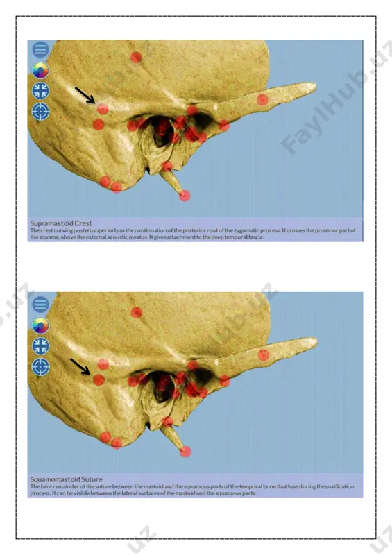 chakka suyagi (trigeminal impression) - Page 4