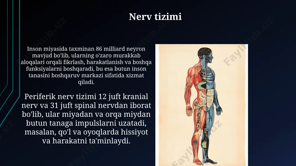 odam tanasining anatomik tuzilishi - Page 4
