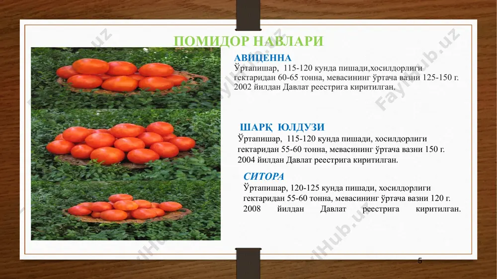 и детерминант типида, ўртача шохлайди. меваси юмалоқсимон, юзаси те­кис, қизил, вазни 110-130 г. ҳосилдорлиги 53-55 т/га. нема­тода билан зарарланган ерларда экиш учун тавсия этилмайди. помидор етиштириш помидор учун ўтмишдош экинлар: карам, сабзи, пиёз ва дуккакли ҳамда қовоқдошлар оиласига мансуб яхши ҳисобланади. экишга тайёрлаш: кўчат етиштириш учун уруғлар иссиқхоналарга далага экишдан 55-60 кун илгари сепилади. уруғлар сепишдан олдин 1 % ли марганцовкали эритмада 10 дақиқа ивитилиб дезинфекцияланади. уруғ сарфи 0,5 кг/га. . кўчатни экиш муддатлари: плёнкали қопламалар остида етиштириш учун уруғлар ноябр ойининг i ўн кунлигида, (1 м2 майдонга 10-12 г) сепилади. кўчатлар 2 чинбарглигида 5х5,6х6,7х7,8х8 см схемада пикировка қилинади.кейинги йилларда стаканчаларда кўчат етиштириш кенг қўлланилмоқда.кўчатлар плёнкали қопламалар остига феврал ойининг охири, март ойининг бошида кўчириб ўтқазилади. очиқ майдонлар учун помидор етиштириш очиқ далада помидор етиштириш учун уруғлар кўчатхонага 10-15 февралда плёнка остига сепилади. кўчатлар 6-8 чинбарглигида 1-10 апрелда очиқ далага ўтқазилади. кўчатлар сони гектарига 44- 47 минг донани ташкил этади. …
