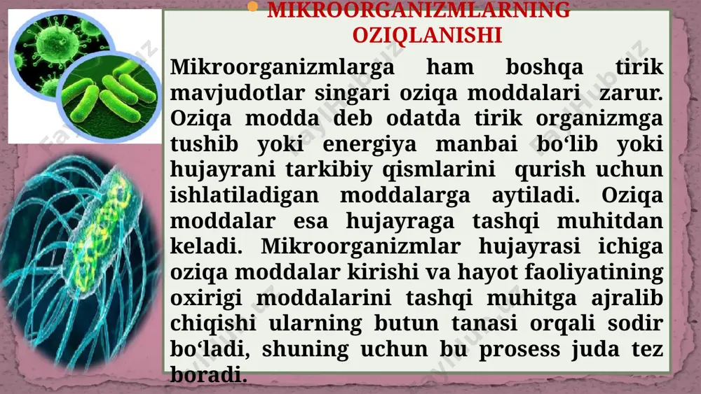 n oladigan mikroorganizmlarga xosdir. bularga tuproqda va boshqa substratlarda yashovchi aerob va anaerob mikroorganizmlar kiradi. 11 hozirgi yangi klassifikasiyaga ko‘ra avtotroflar litotroflar deb nom olgan. oziqlanish jarayonida fermentlarning ahamiyati katta. chunki mikroorganizmlar turli organik moddalarni ximiyaviy ravishda parchalab, shu yo‘l bilan oziqlanadi va ba’zilari shu jarayonda nafas oladi. mikrob parchalangan organik moddalarni qabul qilib, so‘ngra ularni o‘z xujayrasida qaytadan sintez qiladi va tanasining ayrim qismlarini tuzadi. mikroorganizmlarni nafas olishi to‘g‘risida tushuncha. ma’lumki, atmosfera tarkibida taxminan 78 % azot, 20 % kislorod va 0,03 – 0,09 gacha karbonat kislota (karbonat gazlar) bor. shu gazlarda asosiy rolni kislorod o‘ynaydi. chunki mikroorganizmlarning nafas olishi murakkab biologik jarayon bo‘lib, mikroorganizmlarga turli organik birikmalarni sintezlash uchun kerakli energiya shu tufayli hosil bo‘ladi. mikroorganizmlar xam hayvonlar va o‘simliklar kabi nafas olishda kisloroddan foydalanadi 14 demak, mikroorganizmlar xujayrasining rivojlanish va o‘sishi uchun zarur bo‘lgan oziqlanish jarayoni bilan birga mikroorganizmlar organizmda moddalar almashinuvining nafas olish jarayoni ham doim …