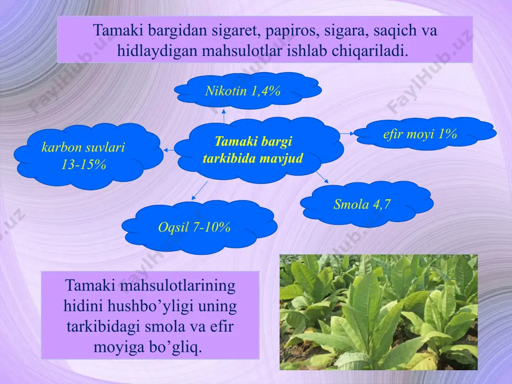 uchli zararli alkoloid hisoblanadi. u toza holda rangsiz, yoqimsiz hid tarqatuvchi suyuqlik. tamaki tarkibida nikotindan tashqari nornikotin, anabazin, kabi akoloidlar ham uchraydi. o`zbekistonda tamakining hushbo’y va sklet navlari ekiladi. tamaki yorug’sevar qisqa kun o’simligi, uning urug’i tuproq harorati 10-12 0s ga etganda unib chiqadi. o’simlikning yahshi rivojlanishi uchun muqobil harorat 25-300s bo’lishi kerak. maysasi harorat 20s ga pasayganda nobud bo`ladi. tamakining poyasi tik usadi, u tukchalar bilan qoplangan. oddiy sharoitda yon novdalar faqat poyasining uchki qismida hosil bo`ladi. poya mehanik shakastlanganda uning pastki qismidan bachki novdalar o’sib chiqadi. poyaning yug’onligi o’simlikning o’sish sharoitiga va qo’llaniladigan agrotehnikaga qarab 18-35 mm gacha bo`ladi. yirik bargli tamaki navlarining poyasi odatda yug’on bo’lib, ba`zan 35-40 mm gacha etadi. bu o’simlik namsevar, uning transpiratsiya koeffitsienti 500-600 ga teng. tamaki toza va unumdor muhiti rnq6,5-7 ga teng bo’lgan erlarda ekiladi. og’ir loyli, shurlangan, botqoqlangan bo’linadi: 1-chisi, ko’chat davri 35-45 kun davom etadi, 5-6 barg rivojlanishi, bo’yi …