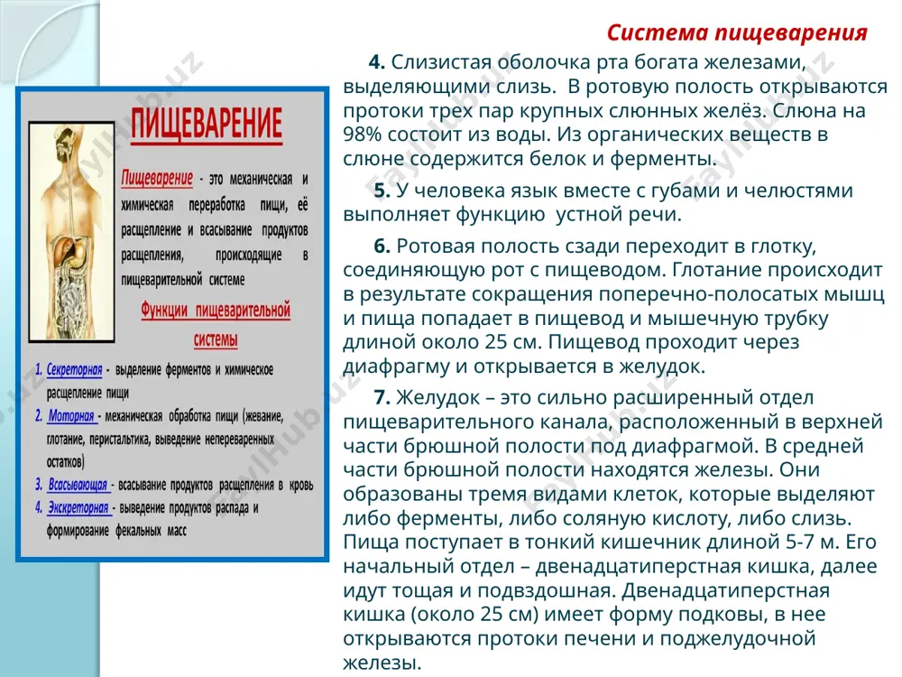 рстной кишкой, которая переходит в тощую, продолжающуюся в подвздошную. железы тонкой кишки выделяют кишечный сок. поверхность тонких кишок покрыта ворсинками. тощая и подвздошная кишка с ворсинками – основное место всасывания питательных веществ. 11.толстая кишка имеет сравнительно небольшую длину – около 1,5-2 м. и объединяет слепую, ободочную и прямую кишку. слизистая оболочка толстого кишечника имеет складки, но ворсинок не имеет. конечный отдел пищеварительного тракта – прямая кишка, заканчивается анальным отверстием. 12. пищеварение в основном заканчивается в тонком кишечнике. в толстом отделе кишечника главным образом всасывается вода. в отделе кишечника обитает огромное количество бактерий. при их участии расщепляется целлюлоза растительных клеток, которая проходит весь пищеварительный тракт без изменения. бактерии синтезируют некоторые витамины из группы в и витамин к, необходимые организму человека. словарная работа 1. пищевод – qizilo’ngach желудок – me’da; кишечник – ichak; железы – bezlar; механическая и химическая обработка – mexanik va kimyoviy ishlov; 2. пищево́д (лат. œsóphagus) — часть пищеварительного …