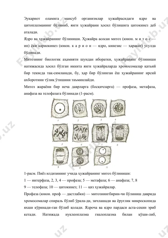 . т е л о с — охирғи) — митознинг сўнгги оосқичи бўлиб, хромосомалар спиралсизланади, яъни узун иплар шаклига киради. ядро, ядроча, ҳужайра пўсти шакл-ланади ва худди профазага ўхшаб қолади. телофазанинг профазадан фарқи шундаки, ҳар қайси ташкил топган янги хромосома фақат битта хромосома-дан иборат бўлиб унда, днкнинг сони икки баробар кам-дир. хромосомадаги хроматинларнинг иккинчи бўлаги янтерфазада днк дан редупликация (лот. икки баробар) ланиш йўли билан тикланади. телофаза босқичида ци-топлазма ҳам бўлинади, натижада иккита ёш ҳужайра бир-биридан ажралади. ҳужайранинг мито? 5ўлиниши 1—2 соатгача давом этади. мейоз (юнон. мейозис — камайиш, озайиш) ҳужай-ранинг мураккаб бўлиниш шаклларидан бири бўлиб, унда редукция жараёни юз беради. мейоз вақтида ҳужайрада хромосомалар сони икки марта камаяди. шунинг учун ҳам бу жараённи редукцион бўлиниш деб аталади. мейоз жараённи илк бор рус олими беляев (1885— 1888), страсбургер (1888) ва ниҳоят флеммин (1889) то-монларидан ўрганилган. бу жараён ҳамма жинсий ҳужай-раларда кўринади. масалан, тубан ўсимликларнинг жинсий кўпайиши гаметалар (изогамия, гетерогамия, оогамия) …