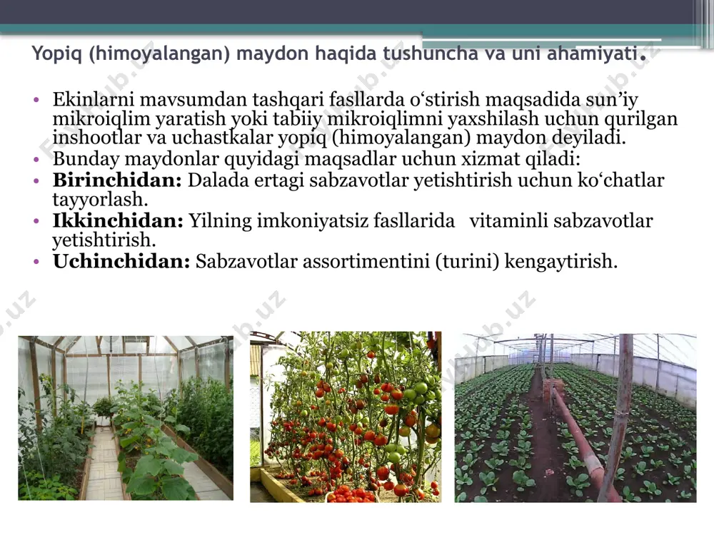 erni tashkil qilish, ko‘p yilliklarni o‘stirish va tuproq tayyorlash imkonini beruvchi bo‘sh maydon bo‘lishi kerak. yopiq maydonlar uchun joy tanlash va uni tashkil etish. zamonaviy issiqxona komplekslarining yordamchi binolari ro‘yxatiga maʼmuriy va jamoa tashkilotlari, laboratoriya binolari, xo‘jalik-ombor maqsadlaridagi binolar, maishiy binolar, injenerlik xizmatlari binolari kiradi. ularning maydonlari hisob-kitoblar vositasida aniqlanadi va “qurilish norma va qoidalari” talablarini hisobga olib loyihalashtiriladi. bir-birini changlatuvchi o‘simliklar, ayniqsa bodring uchun issiqxonaning 500 m2 iga 1 oila hisobidan asalari nazarda tutilishi kerak. himoyalangan inshootlarda tuproq-iqlim sharoiti sabzavotlar hosilining shakllanishida alohida o‘rin tutadi. isitish tarmoqlari bilan jihozlangan, shuningdek, ventilyatsiya, gaz, elektr yoritgichlari bilan taʼminlangan zamonaviy issiqxonalarda o‘simliklarning talabiga mos sunʼiy iqlim yaratish mumkin. yopiq maydon inshootlarida tuproq - iqlim sharoiti va uni boshqarish usullari ҳимояланган майдонлар асосан 3 усулда иситилади: гелиоиситиш (қуёш нури ёрдамида иситиш); биологик иситиш (турли органик материалларнинг аэроб чиришидан ажралиб чиқадиган иссиқлик). техник иситиш (газ, кўмир, нефть ва нефть маҳсулотлари, электр токи ёрдамида иситиш) …