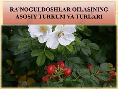 ra’noguldoshlar oilasining asosiy turkum va turlari — PPTX
