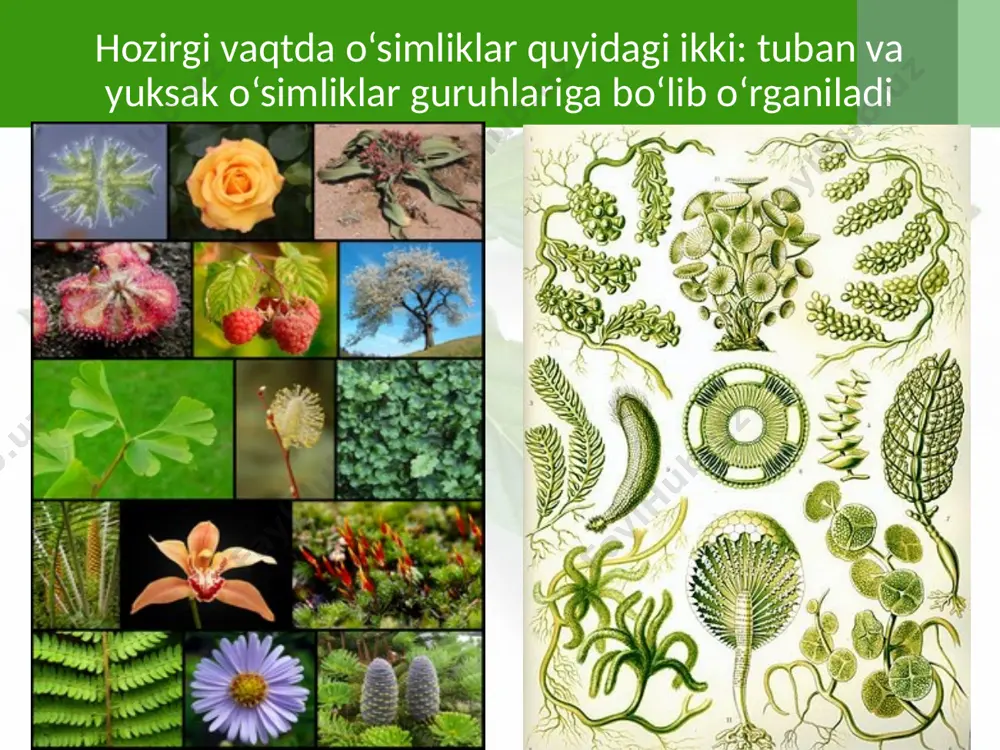 organizmlar kiradi? o‘simliklar dunyosi boshqa tirik organizmlardan nimasi bilan farq qiladi? o‘simliklar dunyosi qanday guruhlarga bo‘linadi? tuban o‘simliklar deganda qanday tuzilishdagi o‘simliklar tushuniladi? yuksak o‘simliklar qanday belgilarga ega? o‘simliklarning tabiatdagi va inson hayotidagi roli nimalardan iborat? image2.jpeg image3.jpeg image4.jpeg image5.png image6.jpeg image7.jpeg image8.png image9.jpeg image10.jpeg image11.jpeg image12.jpeg image13.jpeg image1.jpeg /docprops/thumbnail.jpeg
