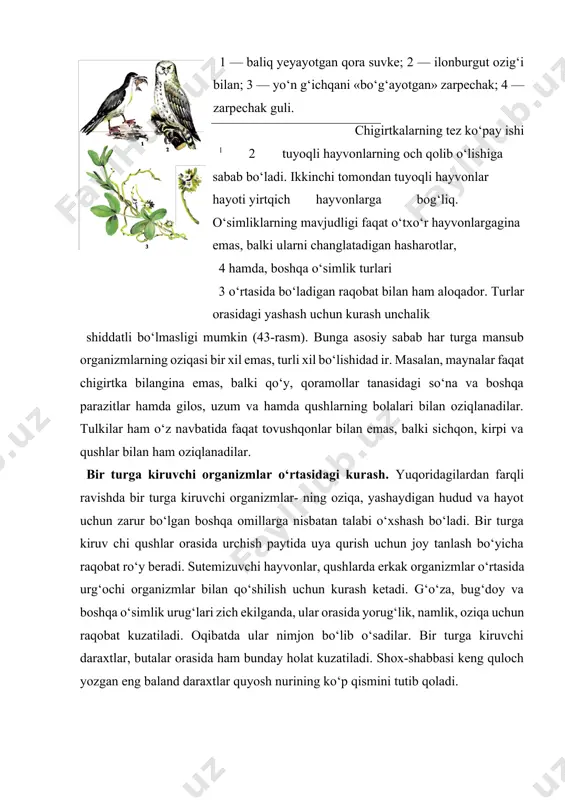 l berishi mumkin. organizmlar orasidagi munosabatlardan odamning foydalanishi bir turga kiruvchi organizmlar orasida yashash uchun kurashning shiddatli bo‘lishini e’tiborga olib, yangi bog‘lar tashkil qilinayotganda mevali daraxtlarning turiga qarab ko‘chatlar ma’lum oraliqda ekiladi. sun’iy yo‘l bilan o‘rmonlar barpo etilayotganda mikorizasi bo‘lmagan tuproqqa mikoriza — zamburug‘ giflari solinadi. mikoriza daraxt ildizlariga kirib olib, uni tuproqdagi nam va oziq moddalar bilan ta’minlaydi. bu dub, qayin, buk kabi daraxtlarning normal o‘sishiga yordam beradi. respublikamizdagi ko‘llar, suv havzalarida baliqlarni sun’iy yo‘l bilan urchitish uchun avvalo ular yirtqich (cho‘rtan) va uncha ahamiyati bo‘lmagan (gambuziya) baliqlardan tozalanadi. shundan keyin suv havzalarida xo‘jalik uchun ahami- yatli hisoblangan baliqlar ko‘paytiriladi. ovchilik xo‘jaligini ilmiy asosda olib borish uchun hayvonlar biologiyasi, ya’ni urchish davri, nasl miqdori, ularning voyaga yetish muddati, nimalar bilan oziqlanishi, organizmlar orasidagi munosabatlar diqqat markazida bo‘ladi. yirtqich hayvonlar — bo‘ri, tulkilar yo‘qotilayotganda ular- ning sanitarlik roli — o‘ljalar orasidan nimjon, kasal individlarni ko‘plab yo‘qotishi hisobga olinadi. madaniy o‘simliklarga …