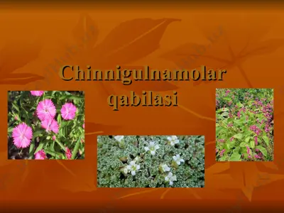 chinnigulnamolar qabilasi — PPT