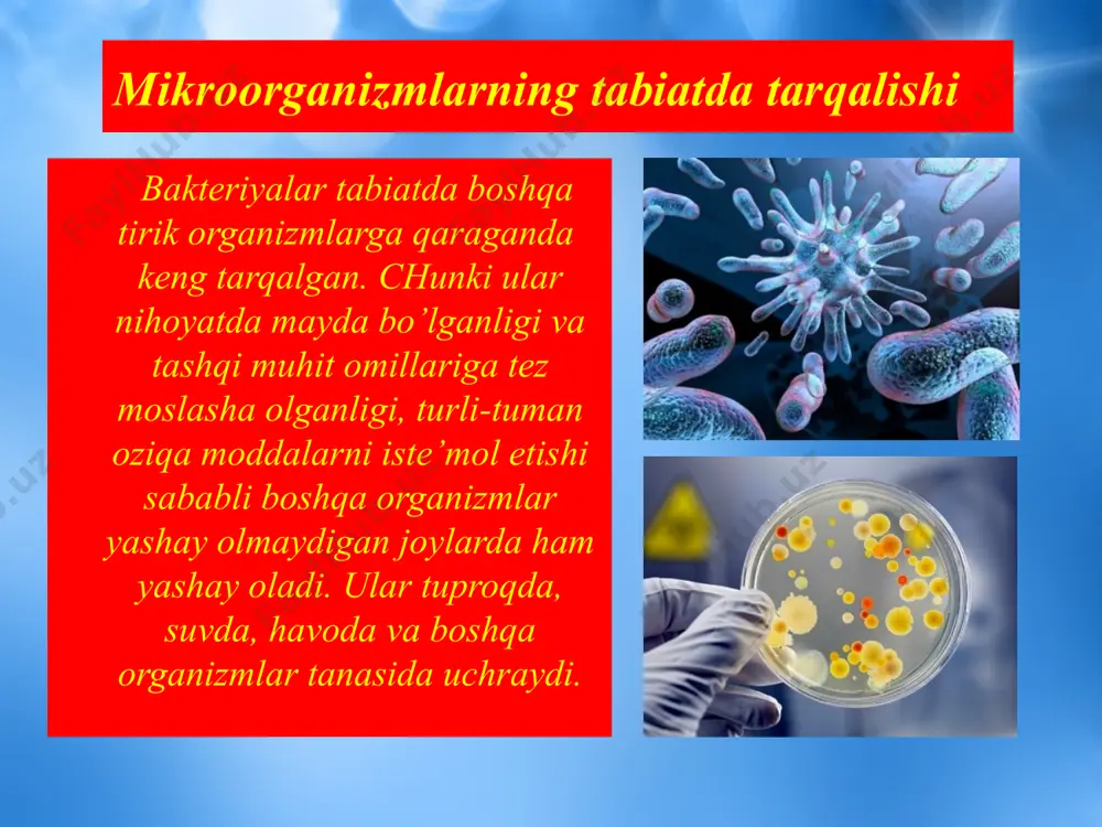 vning eng iflos qismi polisaprob zona deyiladi va undagi suvning 1 ml da 1000 taga yaqin bakteriya uchraydi. polisaprob zonada o’simlik va hayvon qoldiqlari anaerob yo’l bilan parchalanadi. natijada metan, vodorod sulьfid, metil - merkaptan, ammiak, organik kislotalar va aminokislotalar hosil bo’ladi. mezasaprob zonada moddalarning parchalanishi davom etadi: h2s→h2so4 gacha, nh3→hno3 gacha oksidlanadi. temir birikmalarining almashinishi. tabiatda bir guruh mikroorganizmlar o’z hujayrasida feco3 ni oksidlab, tanasining sirtida to’playdi. bular temir bakteriyalar deb ataladi va atrofdagi muhitdan temir karbonatning suvda eriydigan tuzlarni yutadi hamda temir gidrooksidga aylantiradi. bunday oksidlanishdan ajralib chiqadigan energiyadan shu bakteriyalar karbonat angidridni assimilyasiya qilish uchun foydalanadi. bu bakteriyalar guruhida leptotriks gernotriks, xlomidotriks va klodotriks eng muhim ahamiyatga ega. xemosintetik jarayon temir bakteriyalarida ham kuzatiladi. leptotriks oxraseae (leptotrix ochraceae) va spirofillum ferregennum (spirophyllum ferrigeneum) bakteriyalari chuchuk ko’l va dengiz suvlarida hayot kechiradi. temir bakteriyalari temir tkzlarining oksidlanishida qatnashib, quyidagicha reaksiya sodir bo’ladi: 4feco3 + o2 + 6h2o → …