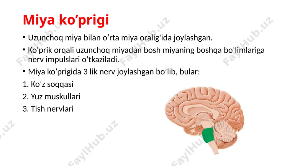 nerv sistema: bosh miya tavsifi - Page 5