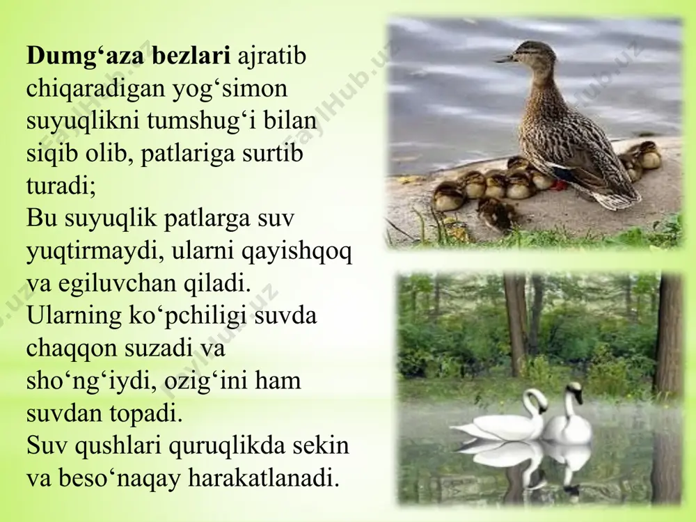 ilib aytadigan bo’sam, suv qushlari turkumlar bo’yicha ma’lumotlar yig’ildi va o’rganildi. foydalanilgan adabiyotlar ro’yhati. 1. 7-sinf maktab o’quvchilari uchun darslik. 2. zoologiya s.dadayev, o. mavlonov 3. inernet saytlari; wikipediya.uz www.google.com ziyonet.uz e’tiboringiz uchun raxmat. image1.png image2.png image3.png image4.png image5.png image6.png image7.png image8.jpeg image9.jpeg image17.jpeg image18.jpeg image19.jpeg image20.jpeg image21.jpeg image22.jpeg image23.jpeg image24.png image30.png /docprops/thumbnail.jpeg