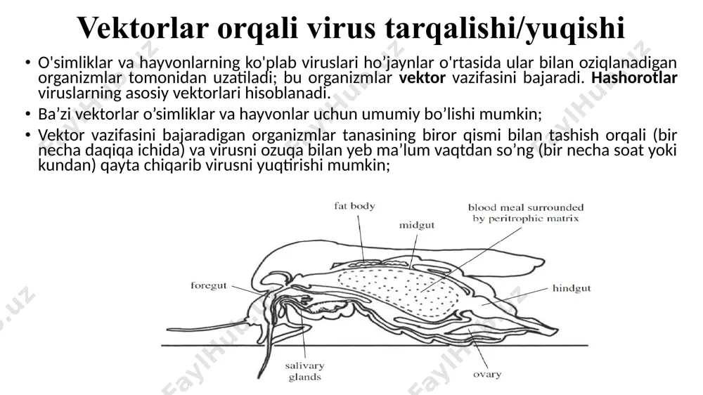 i virion atrofida egilishiga majbur qiladi; ba'zi viruslar, masalan, sv40, plazma membranasining kaveolin bilan qoplangan hududlarida endotsitozlnadi; tashqi qavat bilan o’ralmagan viruslarning hujayraga kirishi hayvon viruslarining hujayralarga kirishi tashqi qavat bilan o’ralgan viruslarning hujayraga kirishi viruslarning hujayra ichidagi transport hujayraga kirgandan so'ng virus yoki uning genomi yadro kabi ma'lum bir joyga etkazilishi kerak bo'lishi mumkin. ba'zi viruslar hujayraning transport tizimlaridan biri, masalan, mikronaychalar yordamida kerakli joyga yetkaziladi; ko’pchilik rnk saqlovchi viruslar replikatsiyani aynan sitoplazmada amalga oshiradi va ularga yadro ichi fermentlari kerak bo’lmaydi; ba'zi dnk viruslari, masalan, iridoviruslar va poksviruslar eukaryot hujayralar sitoplazmasida ko'payadi, lekin ko'pchilik dnk viruslari yadroda ko'payadi. ushbu viruslar (gripp viruslari) uchun virus genomini yadro ichiga o'tkazish kerak. ushbu viruslarning ba'zilarining strukturaviy oqsillari ularning mikronaychalarga biriktirilishiga imkon beruvchi ketma-ketlikka ega. mikronaychalar diametri 25 nm boʻlgan ichi boʻsh silindrlar boʻlib, a- va b-tubulin oqsillaridan tashkil topgan. dvigatel oqsillari deb nomlanuvchi oqsillar o'zlarini va har qanday yukni mikronaychalar bo'ylab …