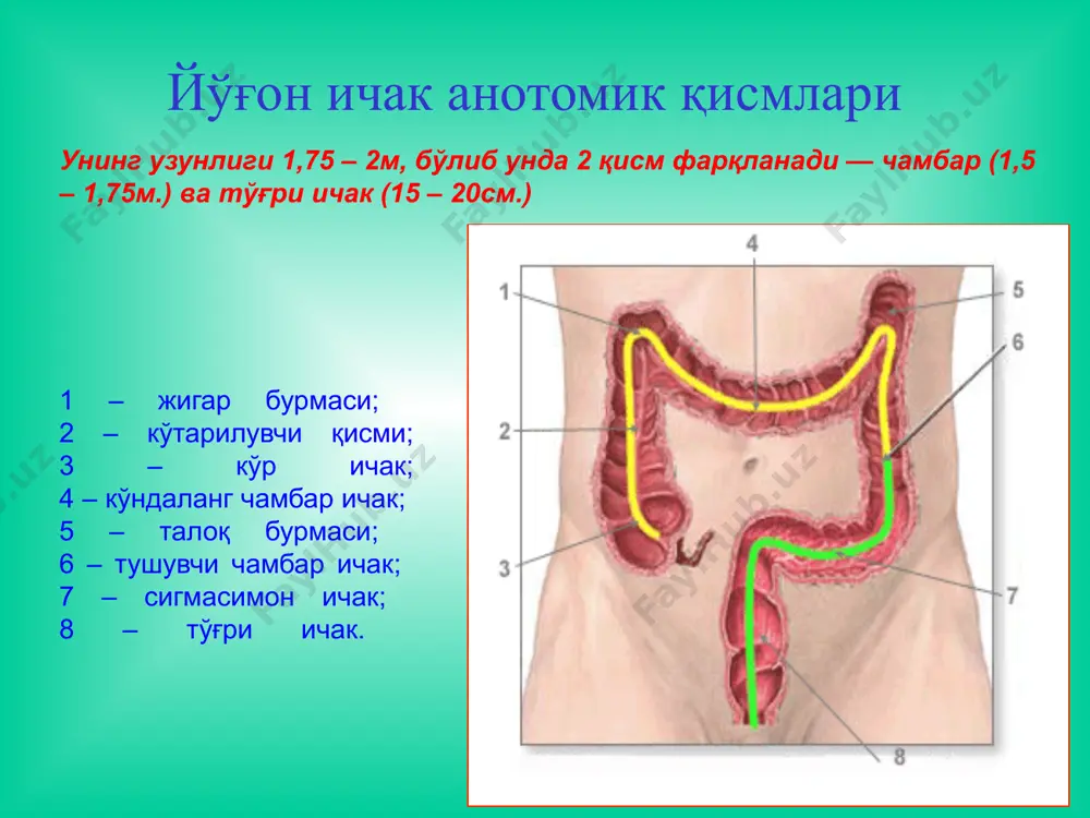 и билан алма-шиши (парадоксал ич суриши). умумий белгилар: бош оғриғи, беҳол-лик, кўнгилнинг беҳузур бўлиши, иштаҳа йўқлиги даволаш гиршпрунгни даволаш катталарда ҳам болаларда хам фақат хирургик йўл билан амалга оширилади!!! хирургик давонинг асосий вазифаси ичакдан аганглионар қисмни олиб ташлаш ва ичак пассажини тиклашга қаратилади. мувофақиятли хирургик давога эришиш аганглионар қисмни радикал олаиб ташлаш зарур. дюмел операцияси - чамбар ва тўғри ичак аганглионар қисм резекцияси, ва охир ён ретроректал колоректал анастомоз қўйишдан иборат. носпецифик ярали колит бу - йўғон ва тўғри ичаклар шиллиқ қаватининг ярали-некротик ўзгариши билан кечувчи сурункали яллиғланиш касаллиги. патогенези организм сенсибилизацияси аутоиммун реакция ривожланиши ичак шиллиқ қаватида антиген- антителореакцияси колит, яралар келиб чиқиши иккиламчи инфекция қўшилиши ичак нерв аппаратининг бузилиши алиментар етишмовчилик этиологияси инфекцион наза-рия, аллергик жараён назарияси. диагностика бемор шикоятлари анамнези ректороманоскопия ирригография колоноскопия аноскопия някда эндоскопик кўриниш таснифи 1. жойлашуви бўйича: – дистал шакли: ярали проктит ва проктосигмоидит (27–44 %); – ярали чап томонлама колит (44 % …
