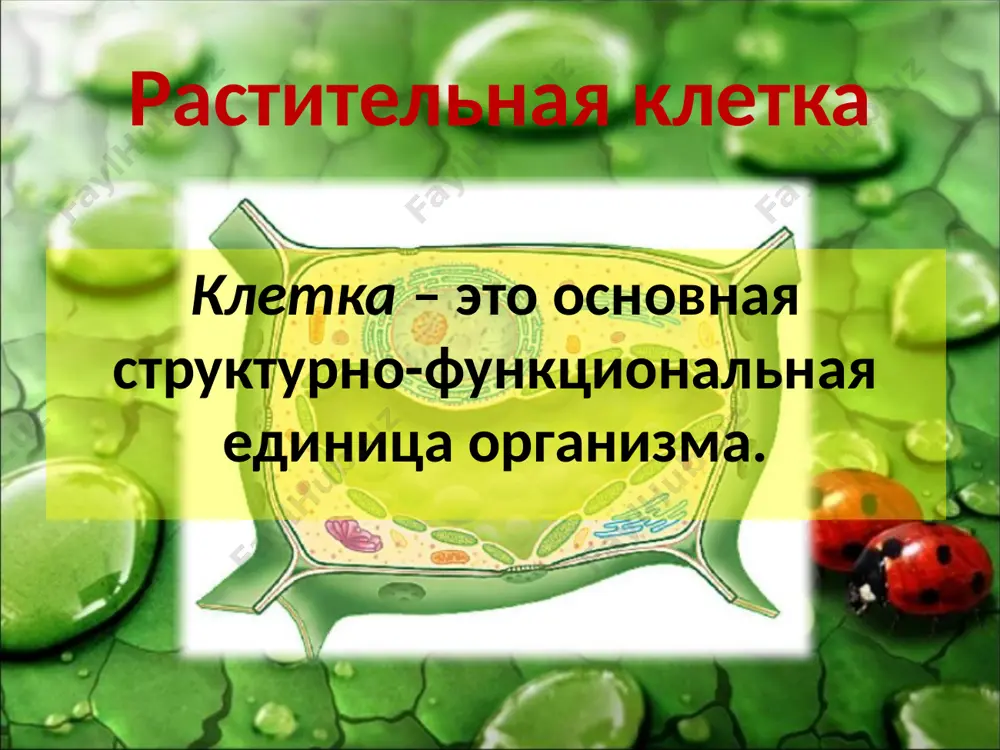 особенности растительной клетки - Page 2