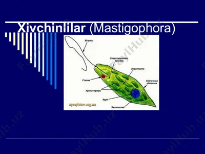 xivchinlilar (mastigophora) — PPT