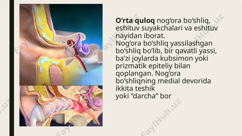 eshitish organi innervatsiyasining hususiyatlari - Page 5