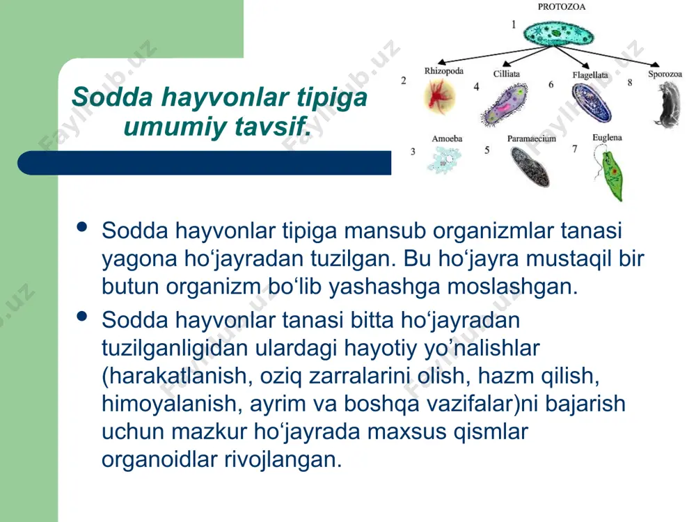 r yoki suvi tozaroq kichik havzalar tubida yashaydi. kattaligi 0,5 mm protey amyobasining mikroskop ostida tanasi atrofida bir tomondan о‘sib ikkinchi tomondan qisqarib turuvchi tо‘mtoq-chо‘ziq uchlarini aniq kо‘rish mumkin. bular yolg‘onoyoqlilar deb ataladigan orgonoidlar bо‘lib amyoba shular vositasida harakatlanadi. bu oyoqlar oziqni qamrab olishga ham xizmat qiladi. amyoba tanasi tashqi qavat bilan о‘ralgan bо‘lib, bu ektoplazma deb ataladi. ektoplazmaning ichki qismi sitoplazma bilan tо‘lgan. sitoplazma tananing qaysi tomoniga harakat qilsa, о‘sha tomonidan yolg‘on oyoq hosil bо‘ldai. oziq hazm bо‘lishi – yolg‘on oyoqlar bilan о‘rab olingan oziq endoplazmaga о‘tgach, tiniq suyuqlik pufakcha bilan qoplanadi. bu pufakcha ovqat hazm qilish vakuolasi bо‘lib u oziqni eriydigan holga keltiradi va shu yo’l bilan tanaga tarqatadi. xivchinlilar sinfi – (mastigopora) sakkiz mingga yaqin turni о‘z ichiga oladigan bu sinf 2 ta kichik sinfga bо‘linadi. 1. о‘simliksimon xivchinlilar 2. hayvonsimon xivchinlilar о‘simliksimonlarning harakterli vakili yashil evglena (evglina virdis) kо‘pincha tо‘xtab qolgan kо‘lmak suvlarda ba’zi bir ifloslangan …