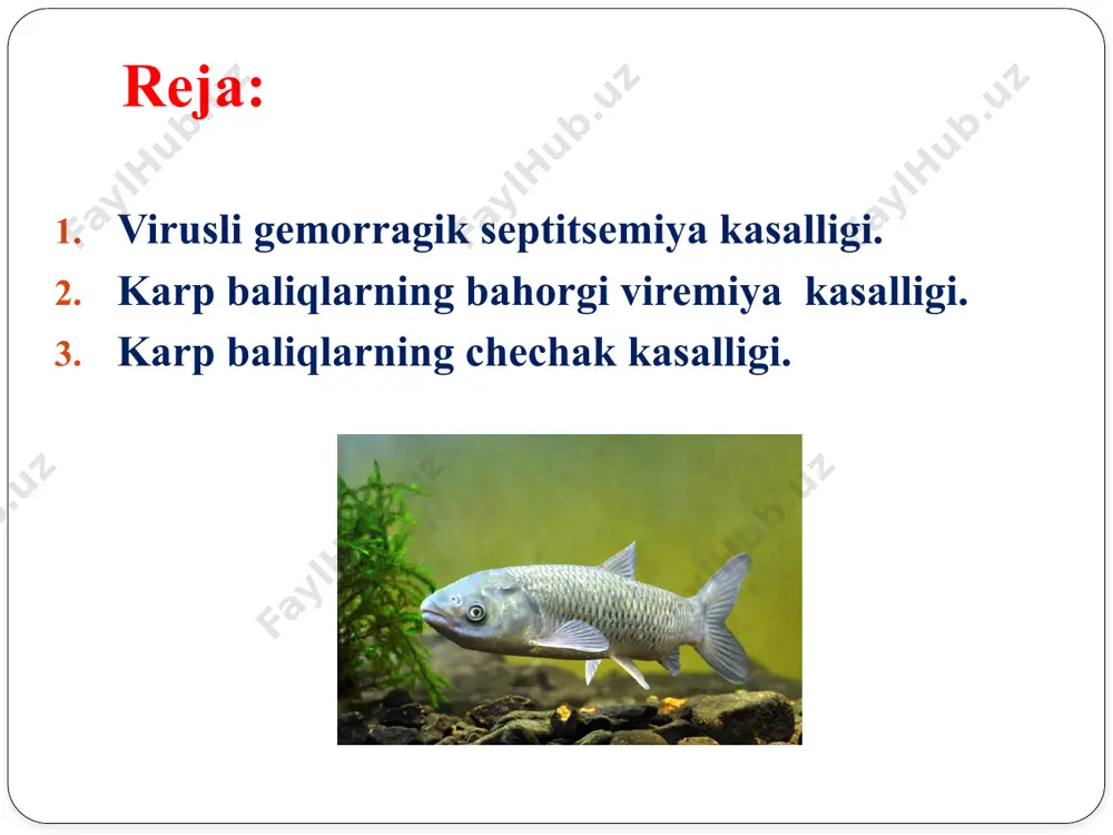 chaqiruvchilari viruslar, bakteriyalar, zamburugʻlardir. oxirgi yillarning tadqiqotlari shuni koʻrsatmoqdakim, baliqlarning juda koʻp kuchli kasallanishi, ayniqsa sunʼiy urchitiladigan suv havzalarida, bu virusli kasalliklar hisobiga toʻgʻri keladi. biroq, ayrim virusli kasalliklarning patogenezida bakteriyalarning ishtirok etilishi tadqiqotlarda aniqlangan va tasdiqlangan. virusli kasalliklarda bakteriyalarning ishtirok etiishi oqibatida asoratli jarayonlarni kelib chiqishiga sabab boʻlib, ikkilamchi, sekundar qoʻzgʻatuvchilari tasdiqlangan. virusli kasalliklar. bu kasallik qoʻzgʻatuvchilari juda ham mayda organizmlar boʻlib, ularning kattaligi mk ni tashkil qiladi (10-300). bu organizmlar baliq tanasidagi xujayralarning ichida, ham sitoplazmasida va ham oʻzagida, parazitlik qiladi. ularning shakli turli-tuman: tayoqchasimon, ipsimon, urchuqsimon va hokazo. viruslarning etilgan qismi – varionlar ikkita komponentlardan, yaʼni oqsil va bitta nuklein kislotasi (yo dnk va yoki rnk) dan iborat boʻlib, boshqa mikroorganizmlardan ushbu xususiyatlari bilan keskin farq qiladi. viruslarning koʻpayishi ham boshqa mikroorganizmlardan farq qilib, viruslardagi har bir komponentlar alohida ravishda xoʻjayin organizmining turli qismlarida sintezlanadi, soʻngra esa ular oʻzaro birikishadi va etilgan virusni hosil qiladi. kаsаllik qoʼzgʼаtuvchisi …