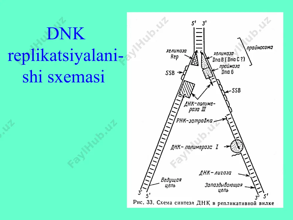 dnk replikatsiyasi - Page 3