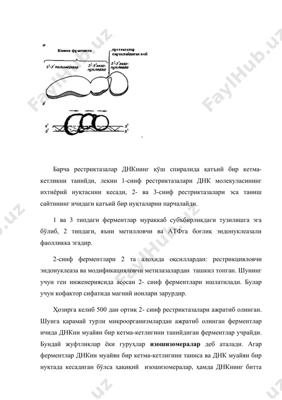 ди. бу тугун эндонуклеаза s1 билан парчаланади. ҳосил бўлган икки занжирли днкни клонланаётган векторларга киритиш, днкнинг гибрид молекулалари таркибида кўпайтириш ва кейинги тадқиқотларда ишлатиш мумкин. рнк молекуласининг икки занжирли днк- нусхасини синтезлаш схемаси. лигазалар. 1961 йили мезельсон ва вейгл фаг l мисолида рекомбинациянинг моҳияти днк молекулаларининг кесилиши ва кейинчалик бирлашишидан иборатлигини кўрсатганлар. бу днк фрагментларини тикилишида қатнашадиган ферментларни топишга сабаб бўлган. 1967 йили бундай фермент топилган ва улар днк-лигазалар деб номланган. бу фермент нуклеин кислотанинг 2 занжирли молекуласидаги фосфодиэфир боғни катализлайди. бошқача айтганда, днк-лигазалар ёнма-ён жойлашган нуклеотидларни қанд қолдиқлари аро боғ ҳосил қилиб бирлаштиради. днк-лигазалар днк репарацияси жараёнларида, репликацияда жуда керакдир. днк-лигазалар кофакторга бўлган зарурияти ва таъсир қилиш хусусиятига қараб 2 типга ажратилади. e.coli нинг днк-лигазаси кофактор сифатида дифосфопиридиннуклеотид, т4- фагининг лигазаси эса mg2+ иштирокида атф ни ишлатади. фойдаланилган адабиётлар: 1. альбер сассон. биотехнология: свершения и надежды. издательство «мир», 1987. 2. а.н.евтушенков, ю.к.фомичев. введение в биотехнологию. курс лекций. минск, бгу, …